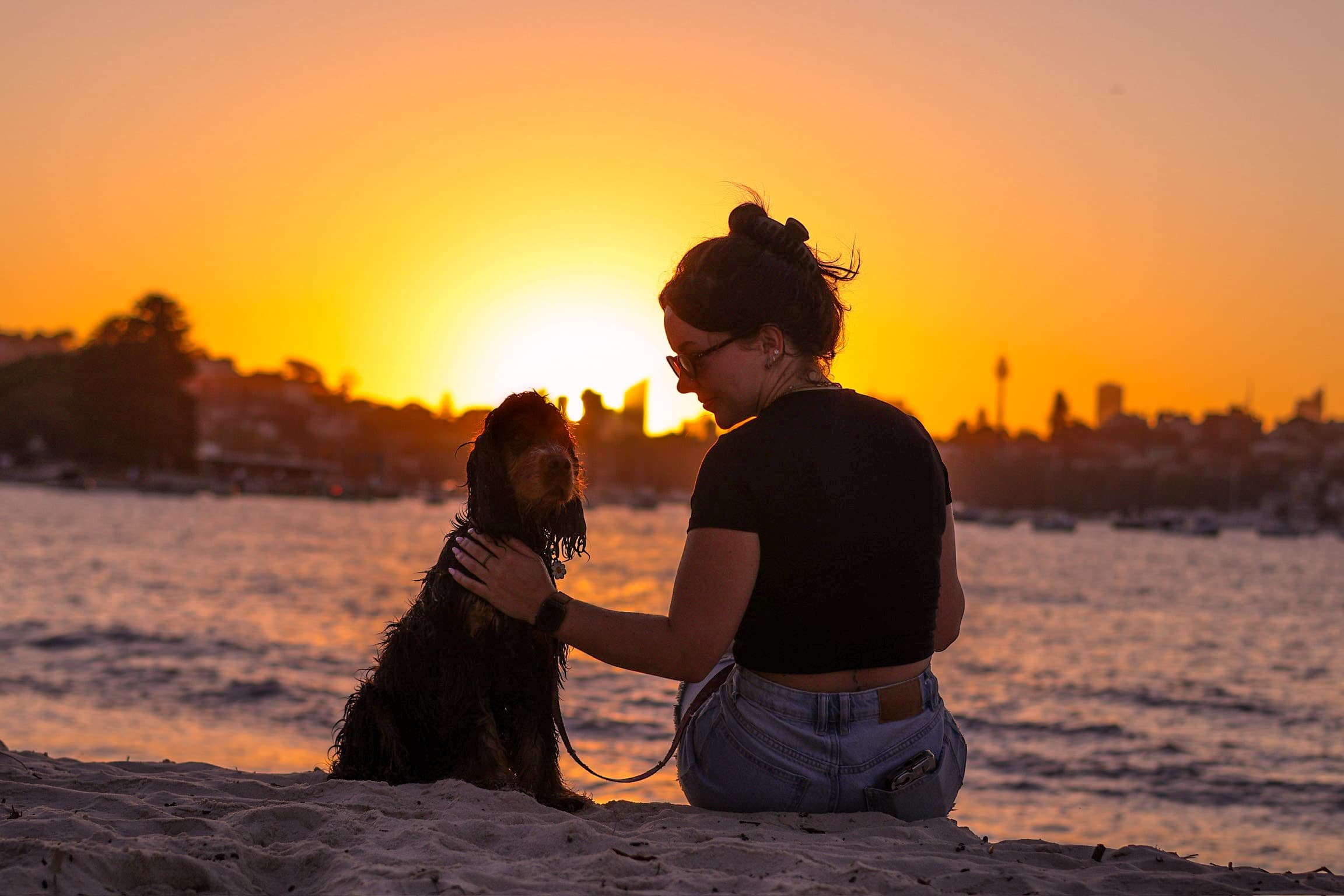 A dog running along the sand at a Sydney dog beach, ears flying, at golden hour